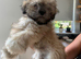 Adorable Lhasa Apso Boy puppies for sale