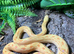 Meeka Albino Sonoran Gopher Snake at Birmingham Reptiles