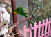TWO MALE BARRABAND / SUPERB PARAKEETS