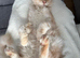 6m old Maine Coon