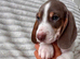 4 Beautiful Miniature Dachshund Puppies