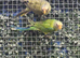 Plum headed parakeet babies parent reared