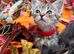 RAGDOLL CROSS KITTENS