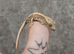 Beautiful hatchling crested geckos