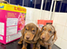 Beautiful miniature dachshund puppies for sale boys