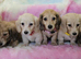 Mini long haired cream dachshund READY NOW