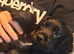 Last 3 gorgeous sprocker spaniel pups 1 chocolate girl 2 black boys