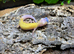 Tangerine Blizzard Leopard Gecko at Birmingham Reptiles