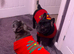 Two Frenchies Charlie and Rocky