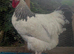 6 hatching eggs pure breed light sussex