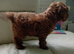 Labradoodle x Toy maltipoo Health Tested
