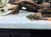 Rusty plecos pair