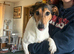 Jack Russell Sisters - Need a loving home