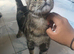 Male baby kitten