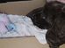 Brown girl cocker spaniel