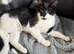 Lovely cute kitten available
