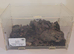 Purple Bloom Tarantula with Temporary Enclosure