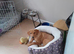 Red lab girl Rosie 5 months old