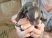 Staffie puppies