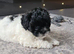 Stunning shihpoo puppies