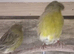 Glocester canaries