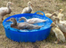 PURE BREED APRICOT INDIAN RUNNER DUCKLINGS, DUCKS AND DRAKES