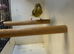 Young Variegated Fife Canary (hen)