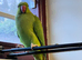 Stunning young Indian ringnick parrot