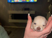 Chihuahua puppies. Long haired. White (girl) and chocolate brown(boy )