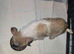 Adorable Tiny blue eyed merle shichi Puppies