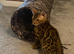 BEAUTIFUL TICA REGISTERED BENGAL - READY NOW