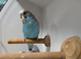 Quality budgies