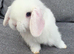 Mini Lop Babies