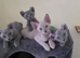 Sphynx Elf Peterbald