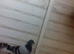 for sale 3 blue bars race birds