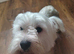 kc registered westie highland terrier girl for sale