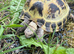 Female horsefield tortoise and set up
