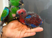 Stunning Baby Hand Rearing Eclectus Parrot