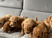F1B Poochoon cross Toy poodle