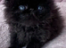 stunning pedigree Persian Kittens