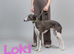 Stunning Blue Whippet Puppies