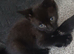 3 kittens available for a loving home