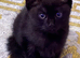 One female half Ragdoll left