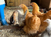 Buff Orpington POL