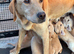 Beautiful Labrador retriever puppies