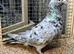 Almond racing pigeon cocks