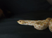 Western Hognose (Albino)