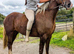 15h 5yrs Welsh d would consider loan