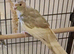 Grey and Cream Kakariki