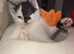 Maine coon cross kittens